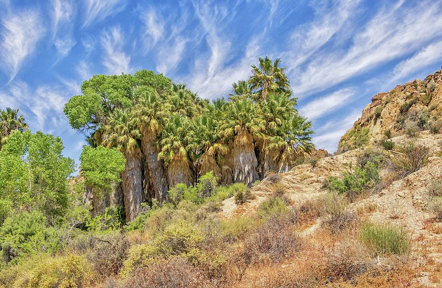 Lost Palms Oasis Photograph by Marisa Geraghty Photography