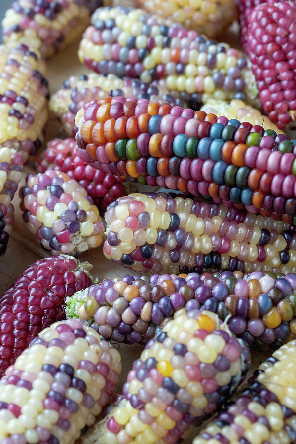 Lots Of Corn On The Cob With Colorful Grains Photograph by Lydie Besancon