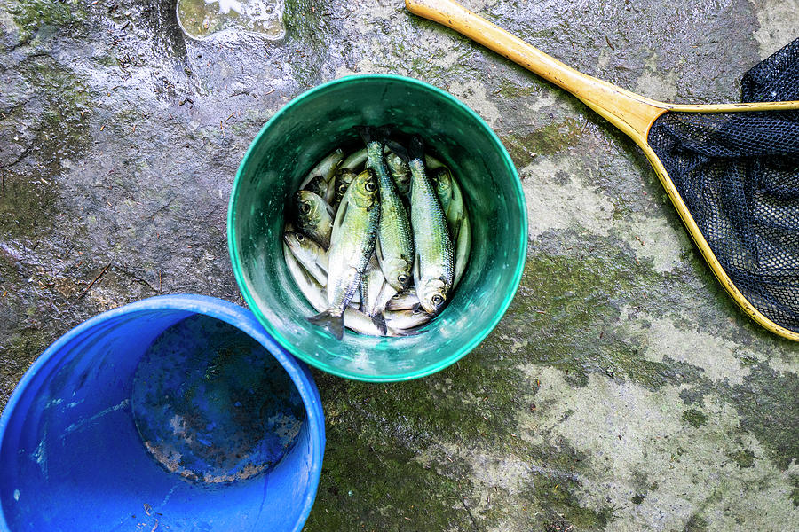 Fish in a Bucket