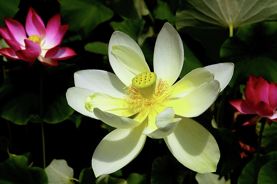 Flower Photograph - Lots of Lotuses by Debra Orlean