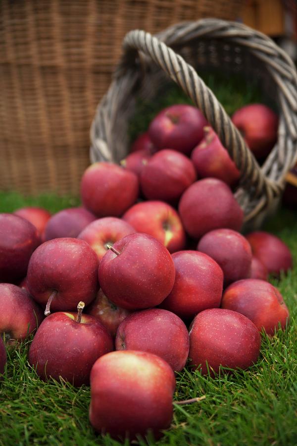 Lots Of Red Apples On Grass And In A Basket Photograph by Claudia Timmann