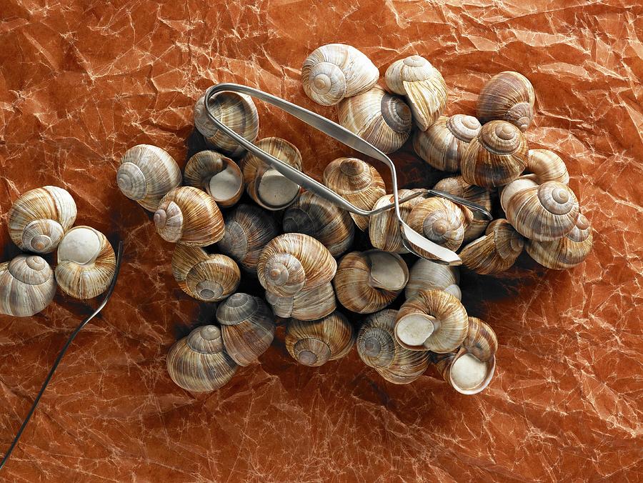Lots Of Vineyard Snails With Snail Tongs Photograph by Ellert, Luzia