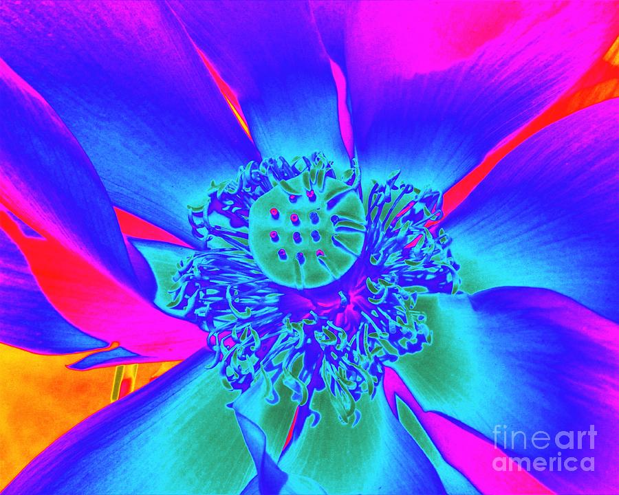 Lotus Photograph - Lotus 1960s Version by Karin Gandee Lotus Photograph - Lotus 1960s Version by Karin Gandee