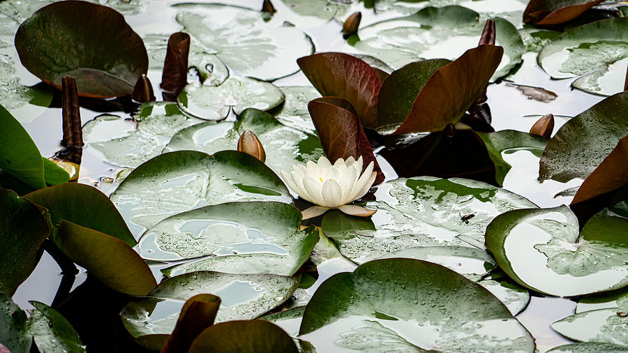 Flower Photograph - Lotus by Aleksandras Miseckas