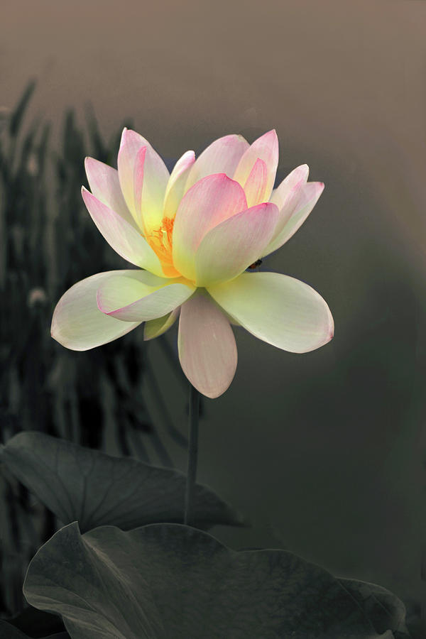 Lotus Alight Photograph by Jessica Jenney