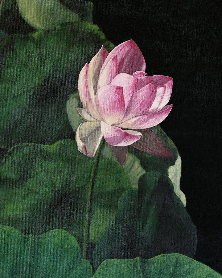 Lotus by Artly Studio