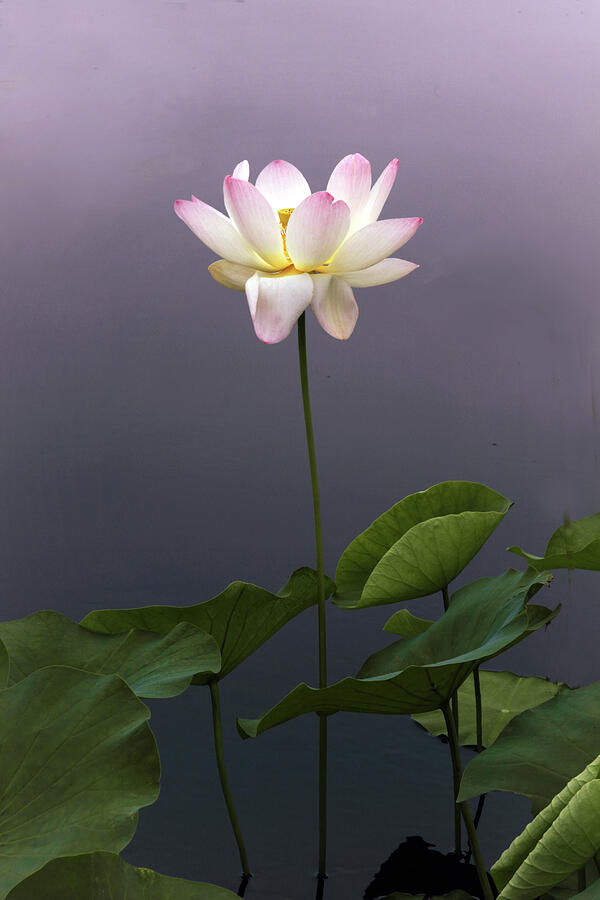 Lotus Ascending Photograph by Jessica Jenney
