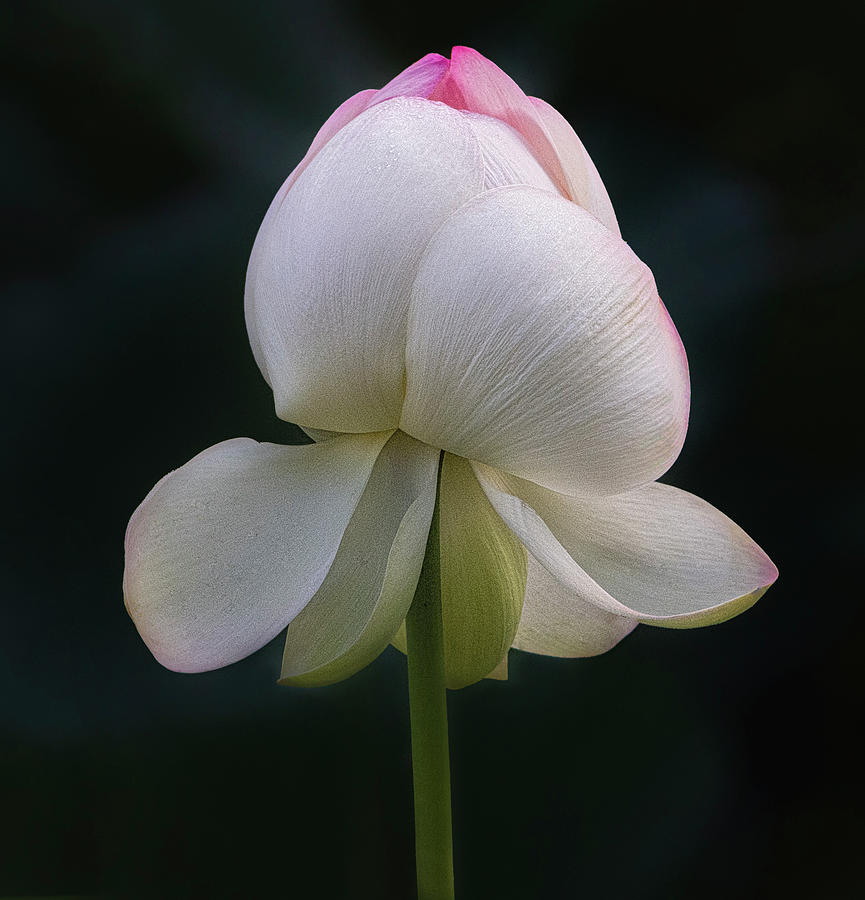 Lotus Balerina Photograph by Linda Szabo