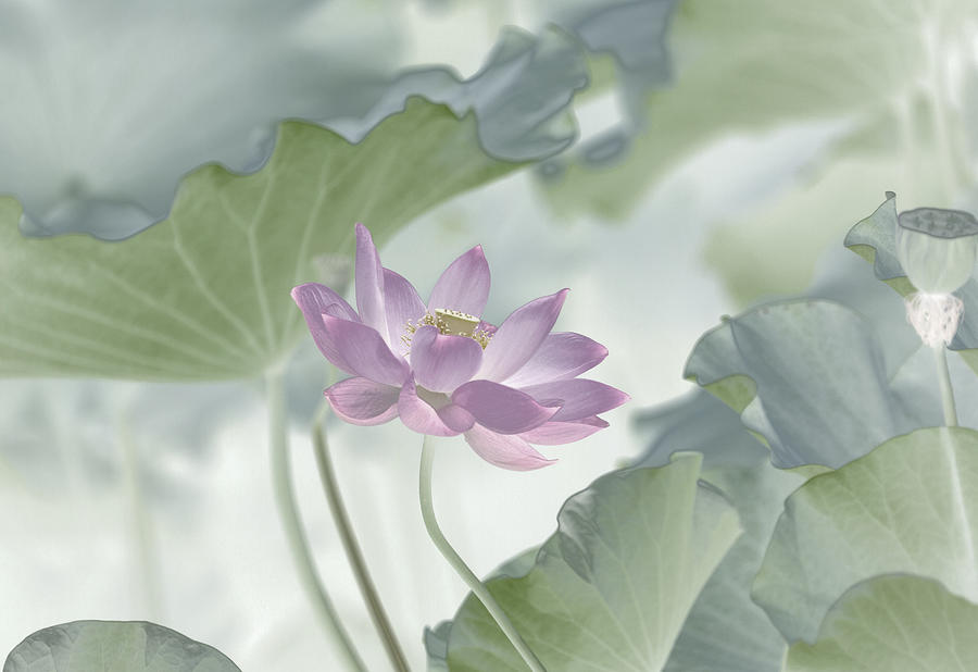 Lotus Photograph - Lotus by Binbin Lu