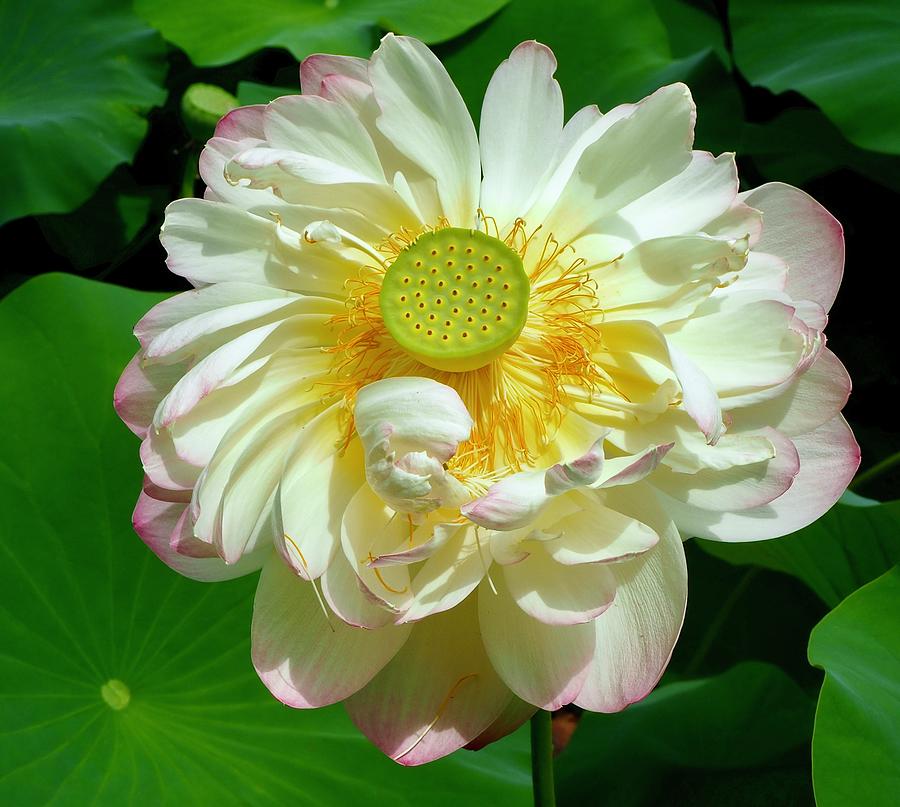 Lotus Blooming Bright Photograph by Alida M Haslett