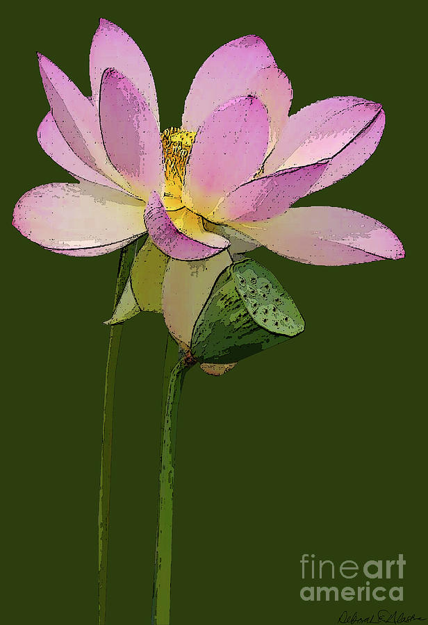 Lotus Blossom by Deborah Eve Alastra Lotus Blossom by Deborah Eve Alastra