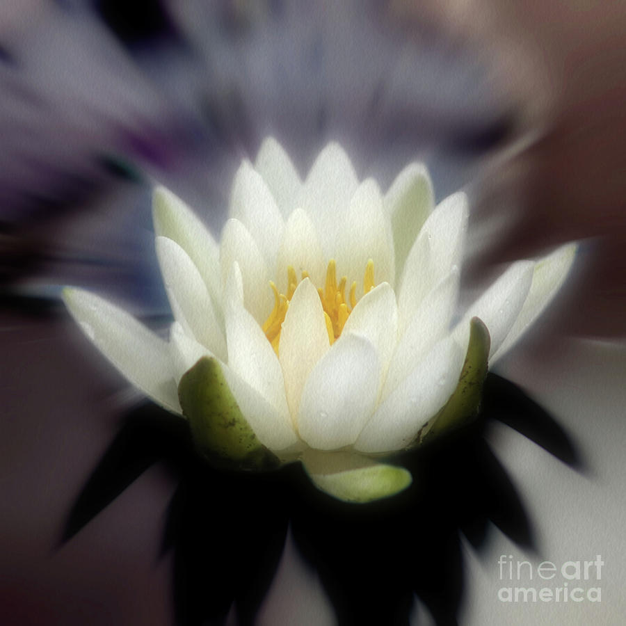 Lotus Blossom Enhanced Photograph by Smilin Eyes Treasures