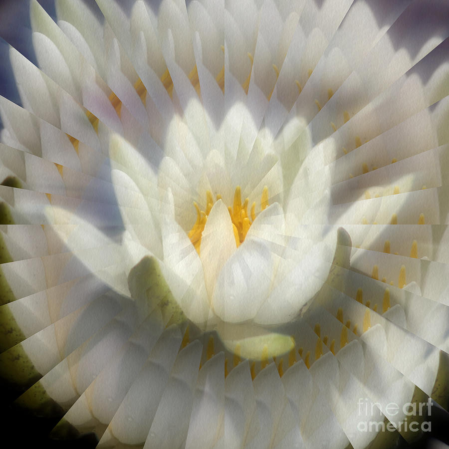 Lotus Blossom Illusion Photograph by Smilin Eyes Treasures