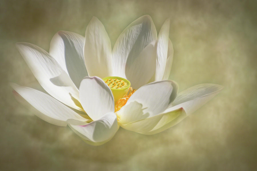 Lotus Blossom Magic Photograph by Dawn Currie