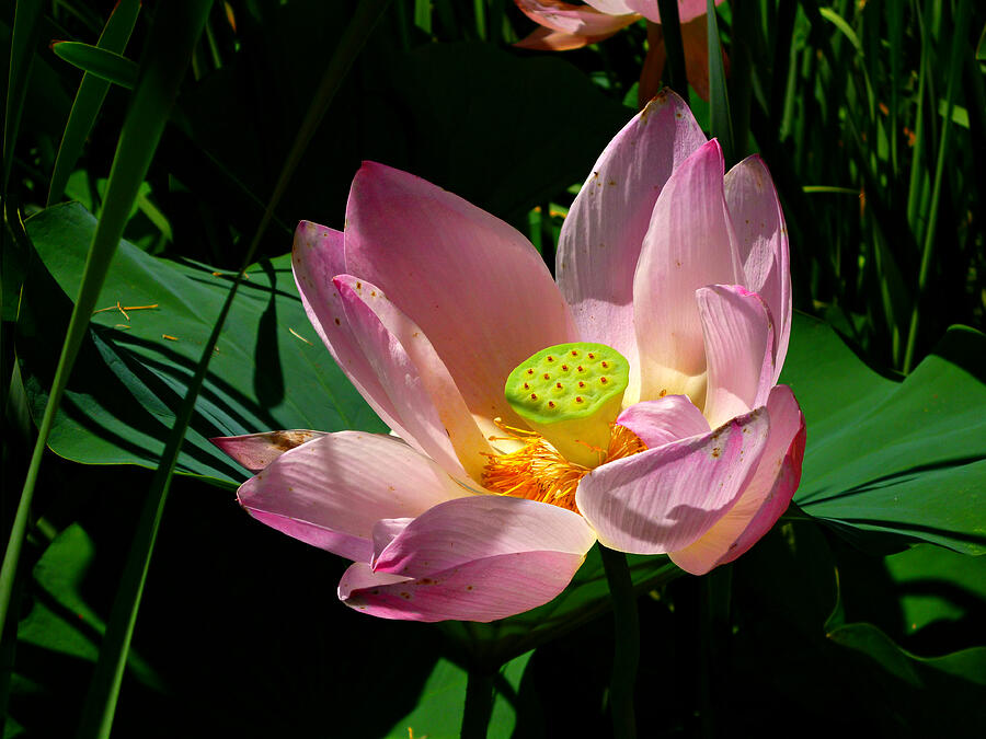 Lotus Blossom Photograph by Mike McBrayer