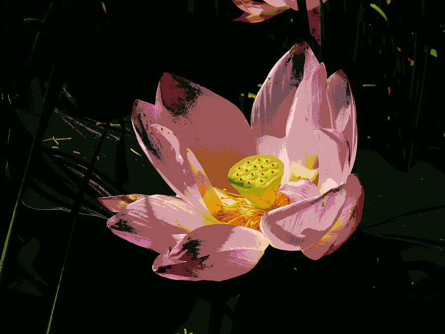 Lotus Blossom Posterized Photograph by Mike McBrayer