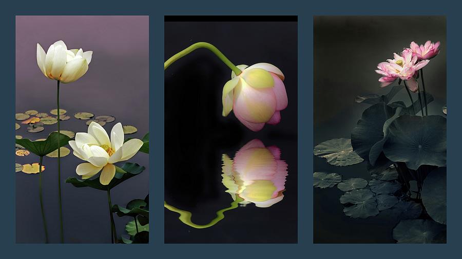 Lotus Blossom Triptych Photograph By Jessica Jenney