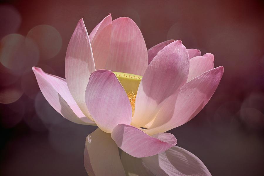 Lotus Blush Photograph by Fraida Gutovich