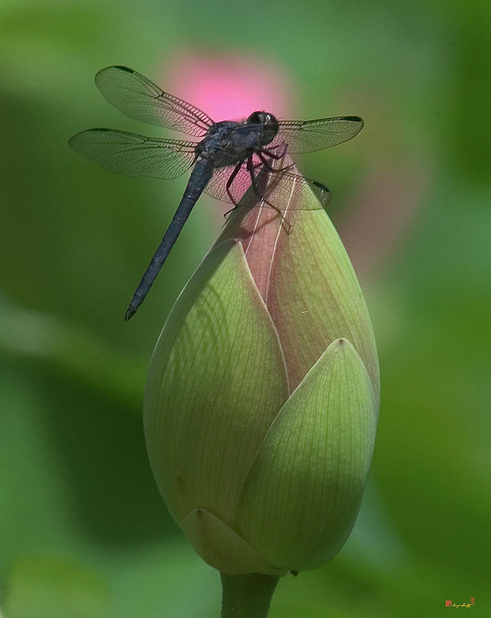 Lotus Bud and Slaty Skimmer Dragonfly DL0006 Photograph by Gerry Gantt