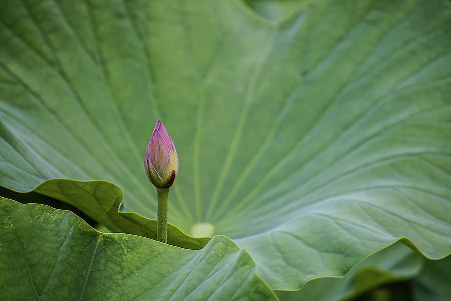 Lotus Bud Photograph by Teresa Hughes