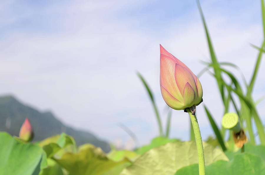 Lotus Bud Photograph by Vii-photo
