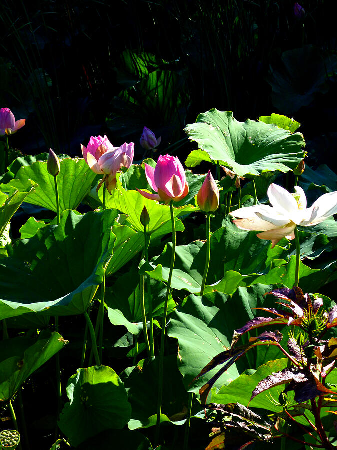 Lotus Collection Deep Hues Hues Photograph by Mike McBrayer