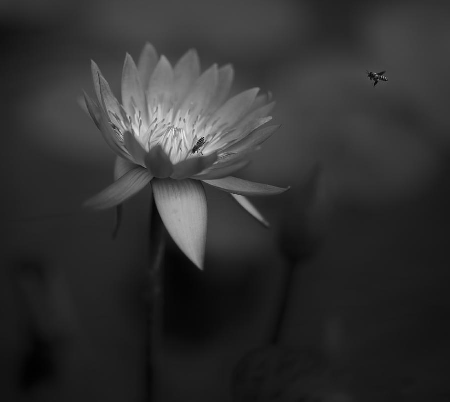 Lotus Photograph - Lotus by C.s.tjandra