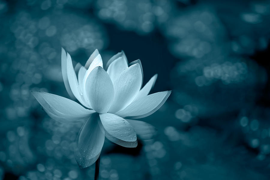 Lotus Dew Photograph by Leanne Lei - Fine Art America