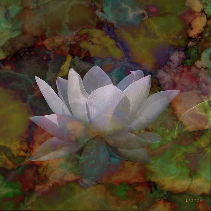 Lotus dream Digital Art by Richard Laeton