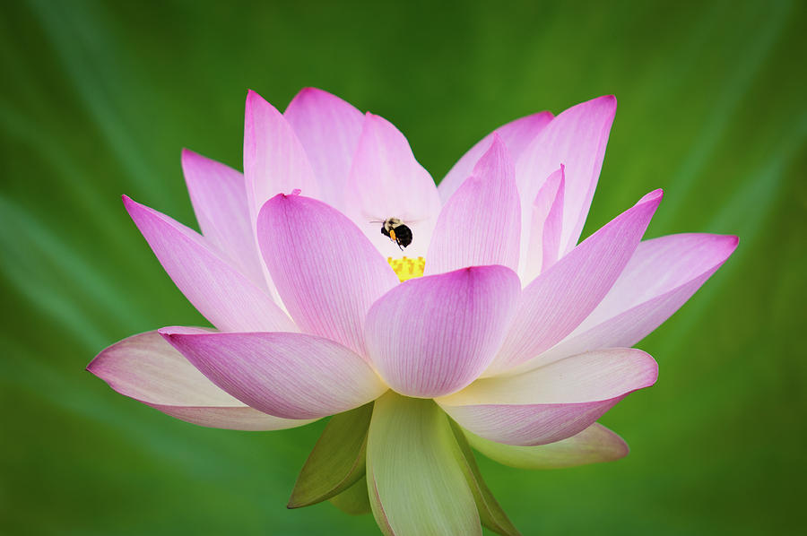 Lotus Flower and Bumble Bee Photograph by Todd Henson