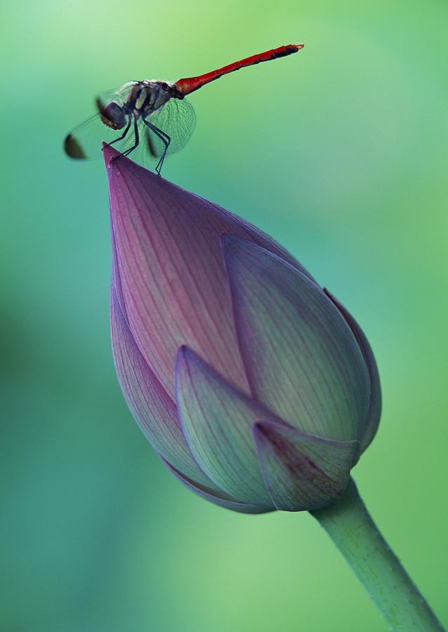 Lotus Flower Bud And A Dragonfly Photograph By Imagenavi 9264