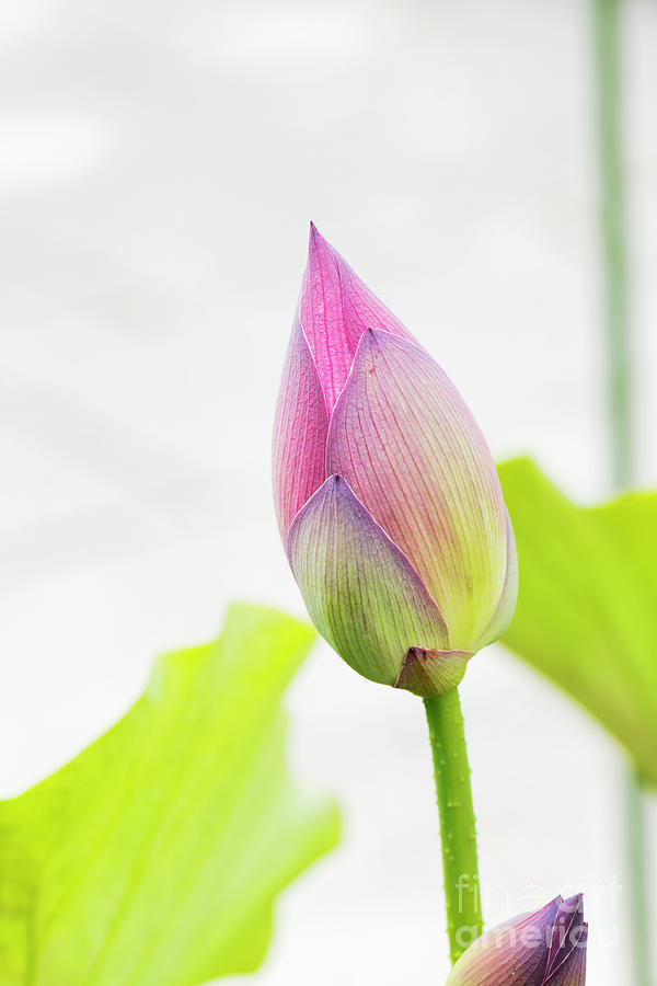 Flower Photograph - Lotus Flower Bud by Tim Gainey