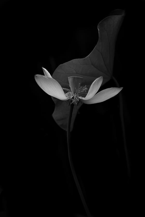 Lotus Flower Photograph by Catherine W.