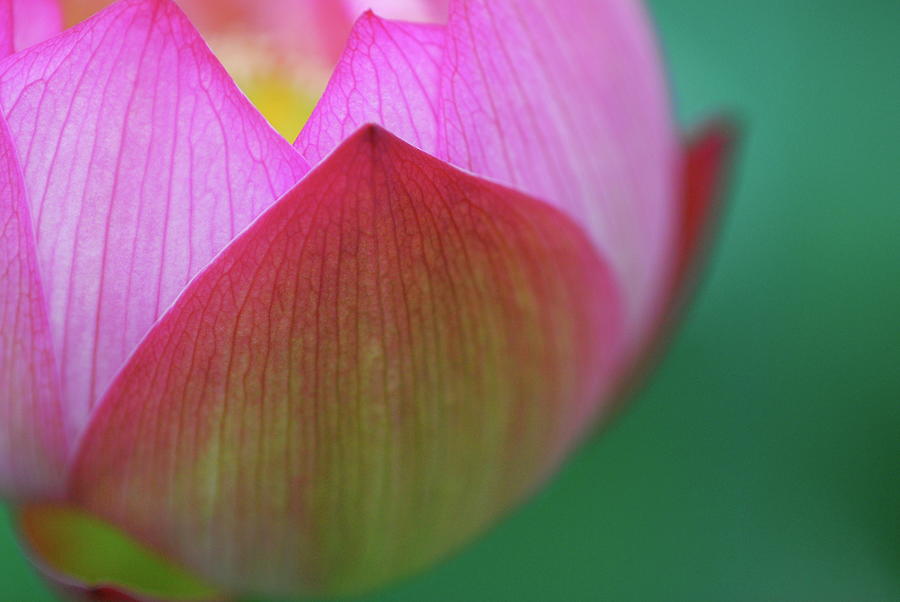 Lotus Flower Photograph by Cocoaloco