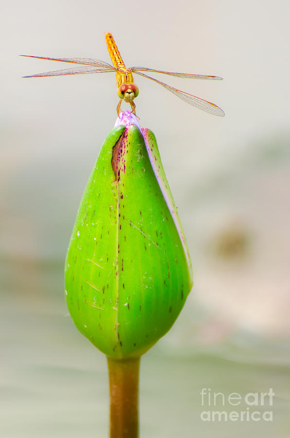 Pond Photograph - Lotus Flower Dragonfly by Here Asia