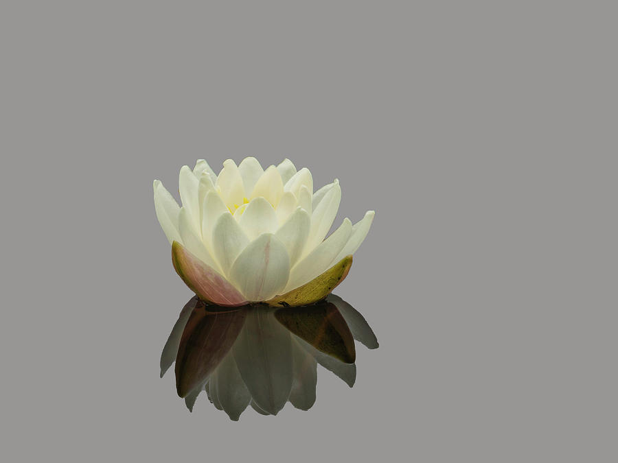 Lotus Flower EE Photograph by Jim Dollar