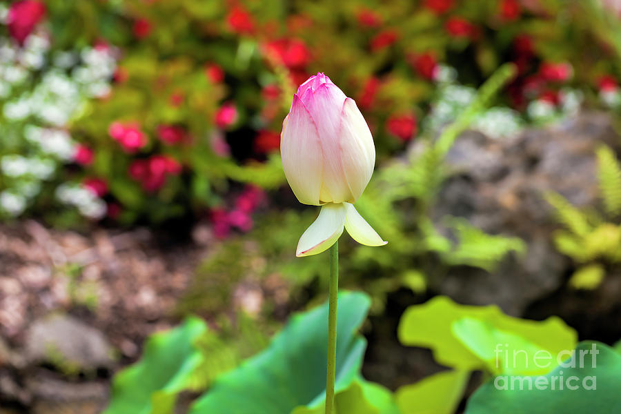 Lotus Flower Photograph by Felix Lai