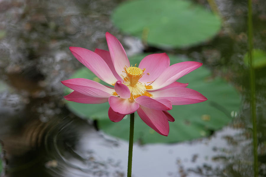 Lotus Flower In A Pond Photograph by Martin Child
