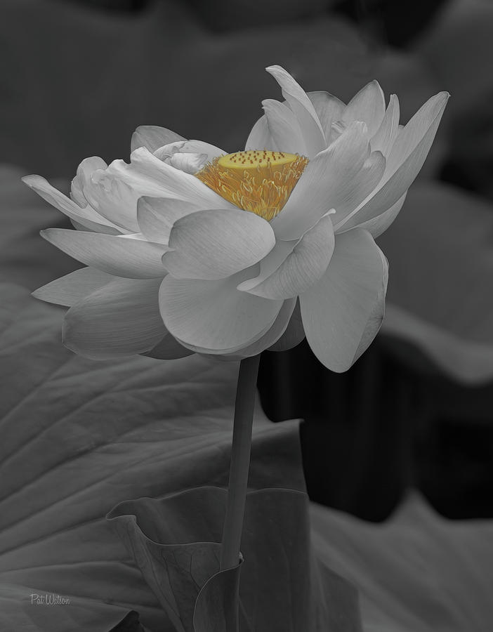 Lotus Flower in Black White Photograph by Pat Watson