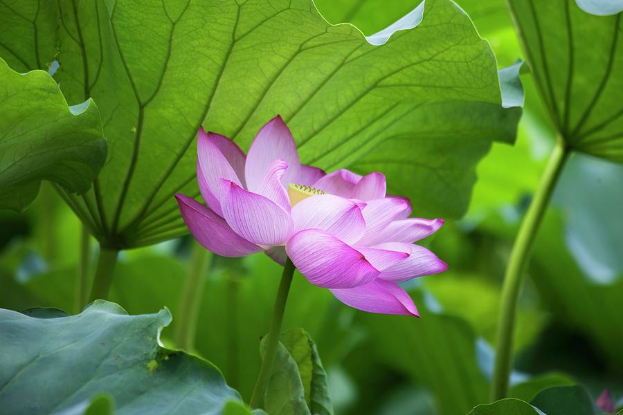 Lotus Flower In Front Of Leaves Photograph by Martina Schindler
