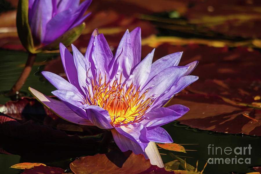 Lotus Flower by James Foshee Lotus Flower by James Foshee