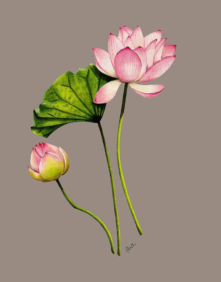 Lotus Flower Drawing by Kristie Vargo Pixels