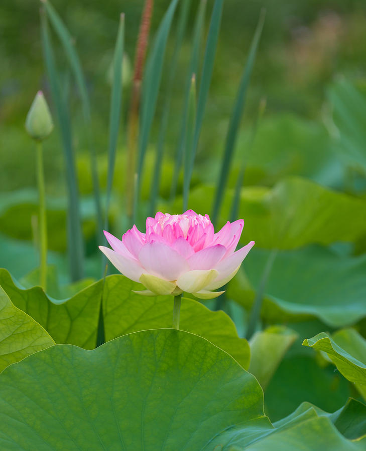 Lotus Flower Photograph by Michael Lustbader