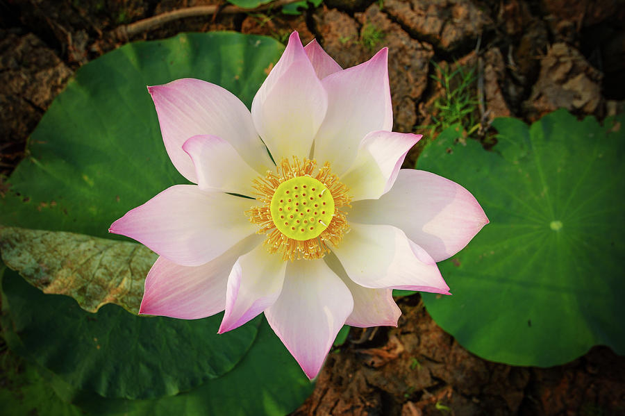 Lotus Flower Nelumbo Nucifera Photograph By Max Seigal Pixels 8824