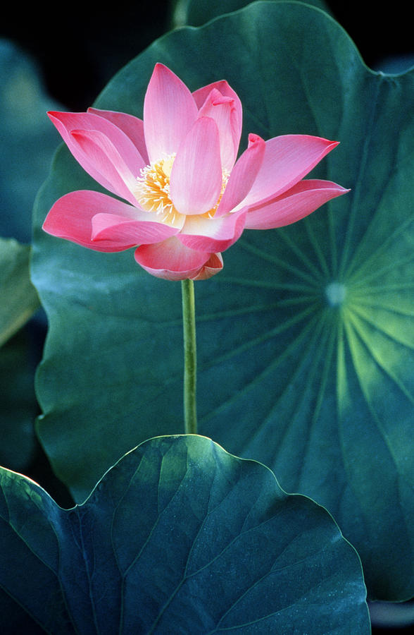 Lotus Flower Nelumbo Sp., Close-up Photograph by B. Tanaka