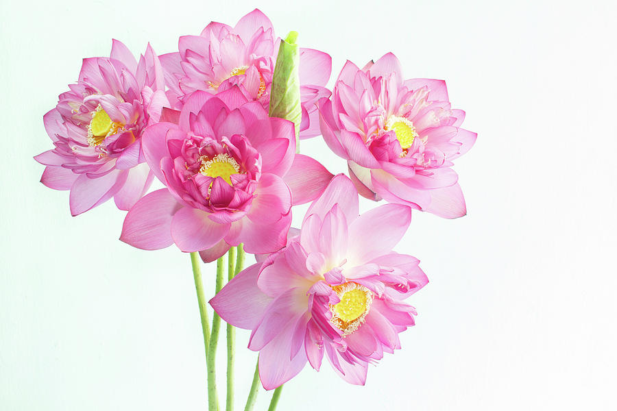 Lotus Flower Photograph by Nga Nguyen