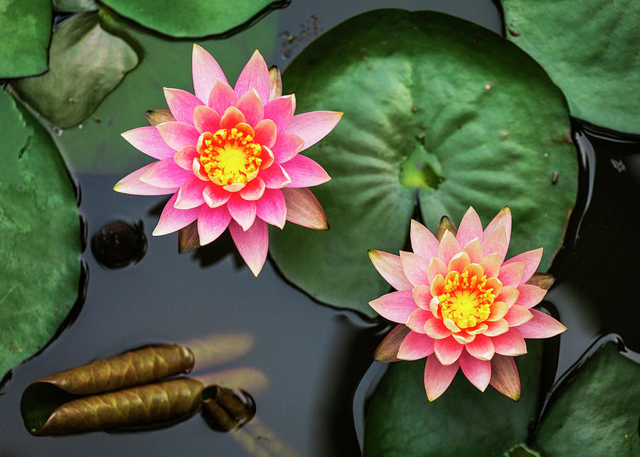 Nature Digital Art - Lotus Flower, Ninh Binh, Tam Coc, Vietnam by Luigi Vaccarella