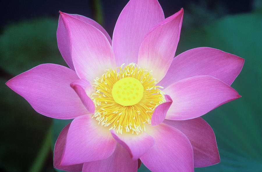 Lotus Flower Photograph by Otto Stadler