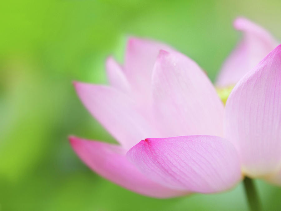 Summer Photograph - Lotus Flower by Palvec/a.collectionrf