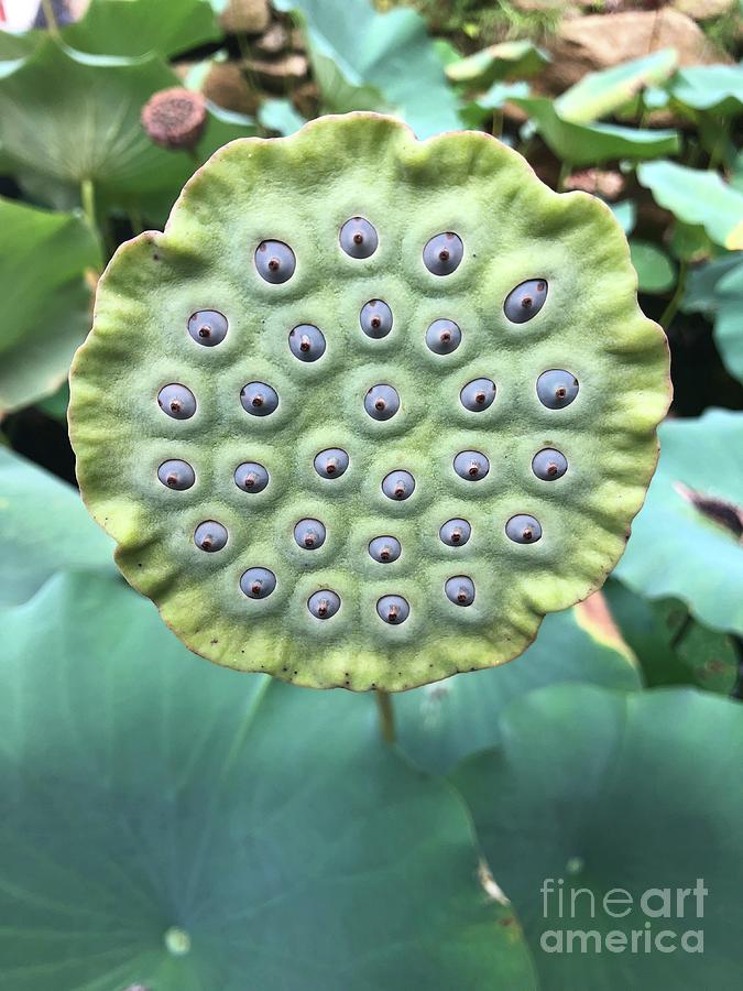 Lotus Flower Pod Photograph by Flavia Westerwelle